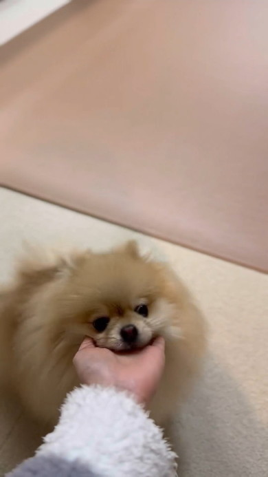 あごをのせる犬