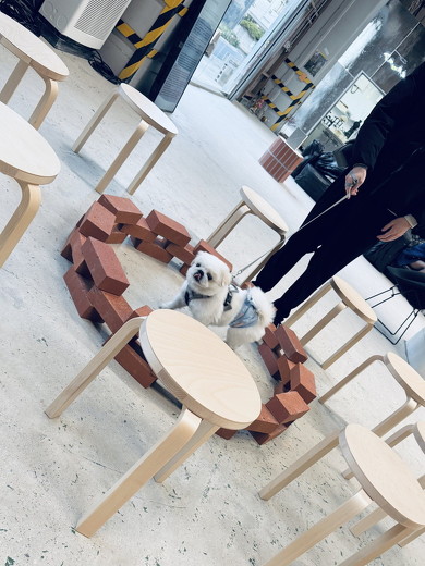 サークルの中の犬