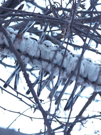 シマエナガが寝る時の様子