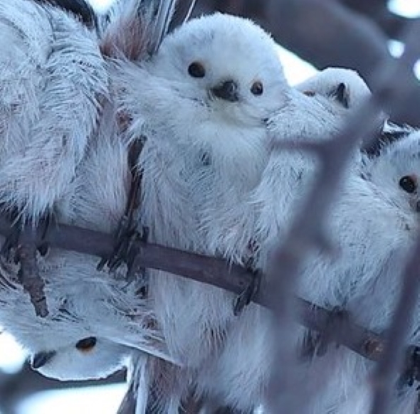 白くてフワフワな鳥