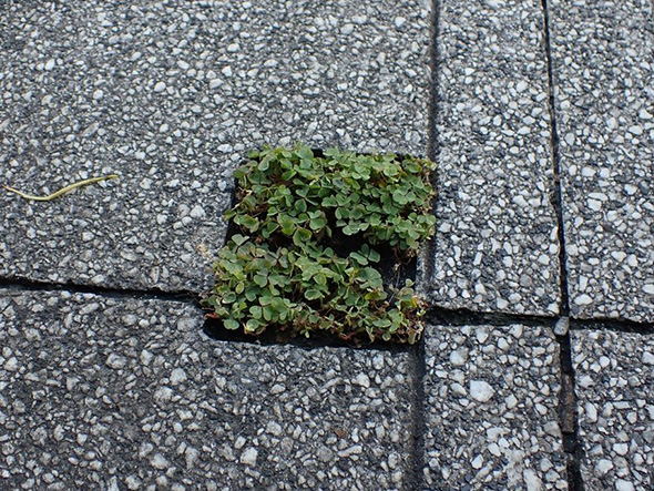 路上で育つカタバミ