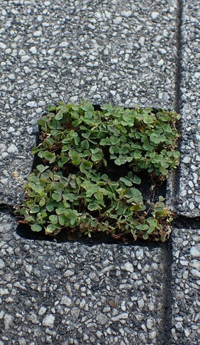 小さな葉っぱがカワイイ