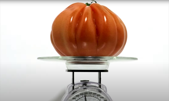 150日間トマトを放置