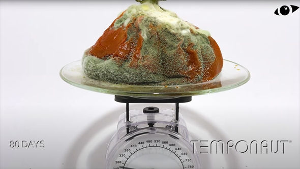 150日間トマトを放置