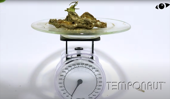 150日間トマトを放置