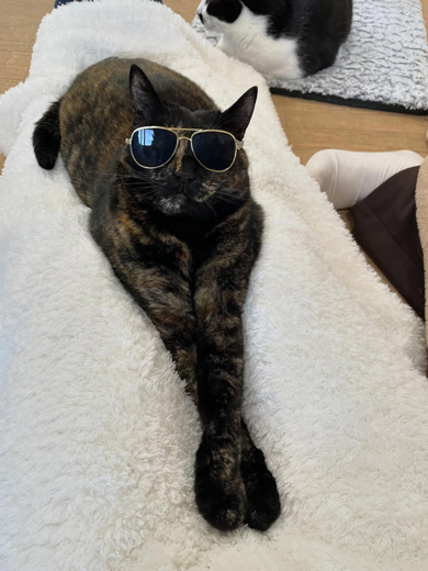 サングラスをかけたサビ猫