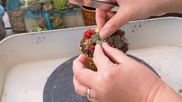 スリーピー コーン 陶器 穴あけ カップ チョコレート 多肉植物 寄せ植え