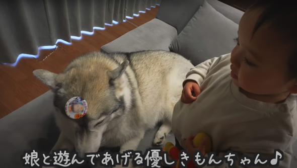 娘ちゃんと遊んであげるワンコ