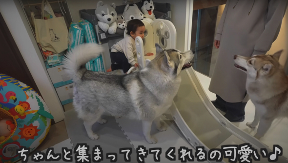 娘ちゃんはワンコたちを遊び部屋へ招きました