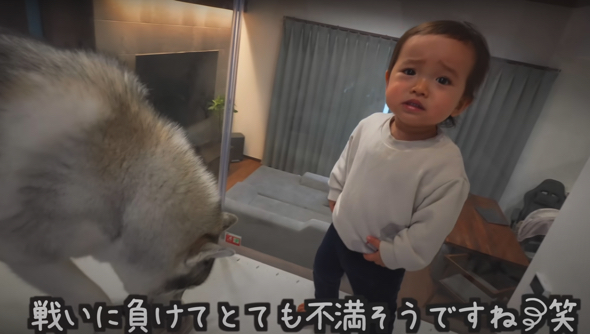 ハスキーのパペットを奪い合い