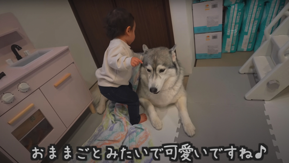 ワンコにトントンしてあげる娘ちゃん