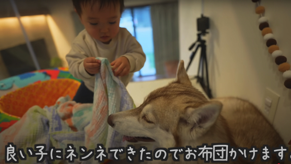 ワンコに優しくお布団をかけてあげます