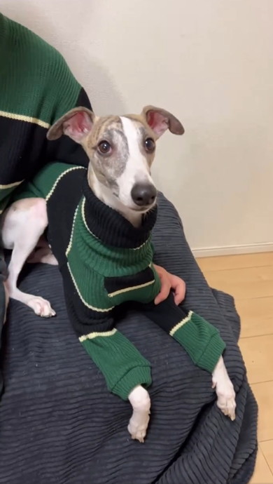 GUのセーターをワンコ用にリメイク