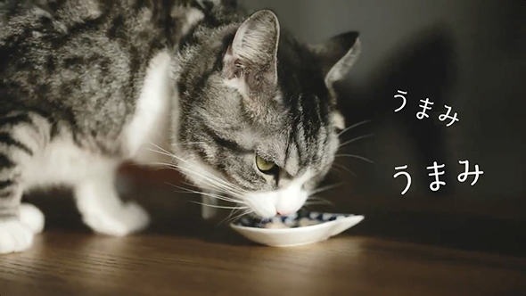 別室でちゅ〜るを開けたら猫は何秒で気付くのか？