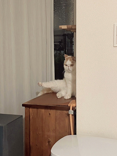 セクシーな猫ちゃん