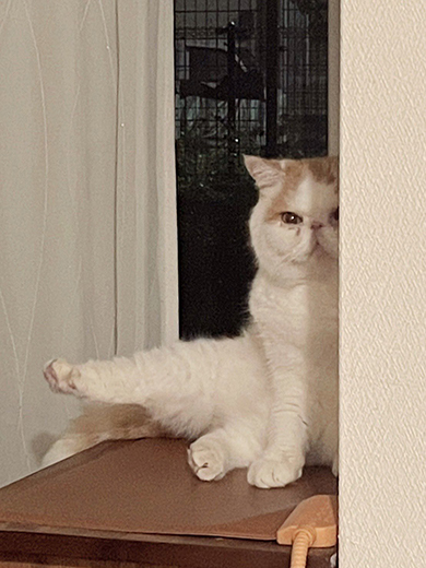 セクシーな猫ちゃん