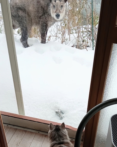 張り詰めた空気のとカモシカ