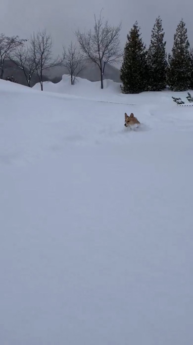 雪 駆け回る コーギー 笑顔 看板犬 ラッセル車 出動 元気 ワンコ