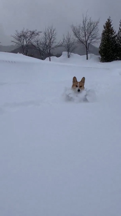 雪 駆け回る コーギー 笑顔 看板犬 ラッセル車 出動 元気 ワンコ