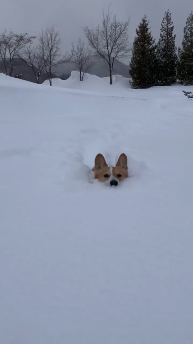 雪 駆け回る コーギー 笑顔 看板犬 ラッセル車 出動 元気 ワンコ