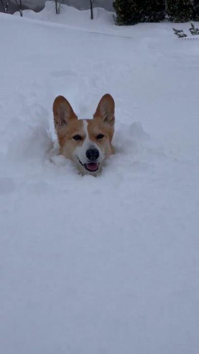 雪 駆け回る コーギー 笑顔 看板犬 ラッセル車 出動 元気 ワンコ