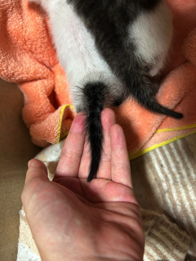 子猫時代のパヤパヤなしっぽ