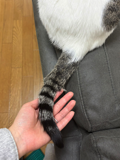 成長し立派になったしっぽ