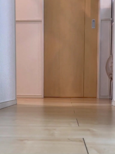 片付けさせてくれない猫