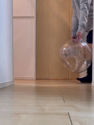 片付けさせてくれない猫