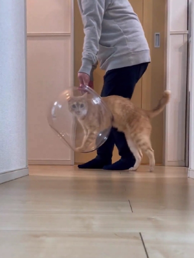 片付けさせてくれない猫