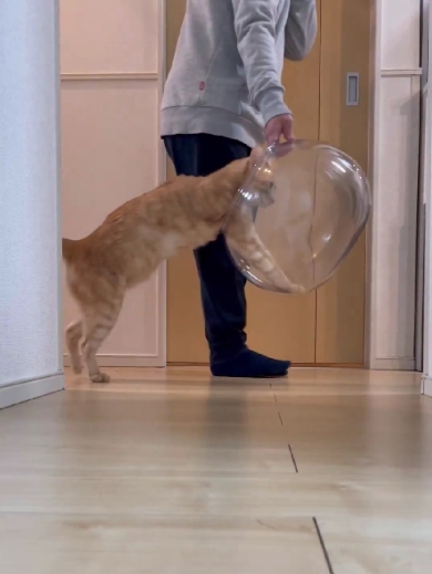 片付けさせてくれない猫