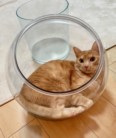 片付けさせてくれない猫