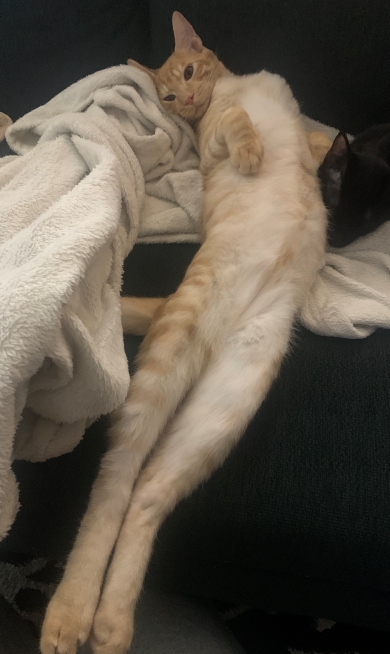 片付けさせてくれない猫