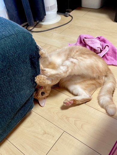 片付けさせてくれない猫