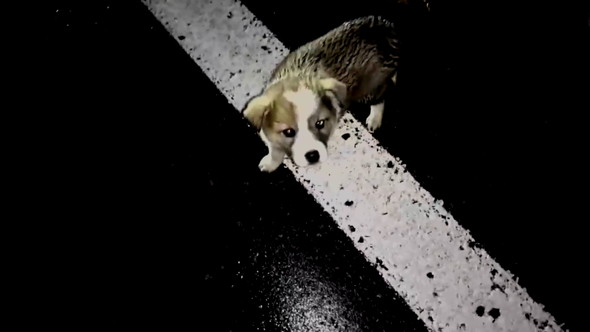 夜道をさまよう子犬