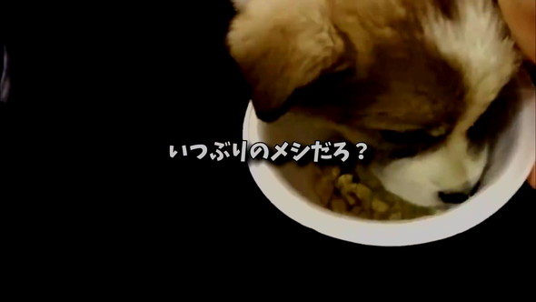 ごはん食べる子犬