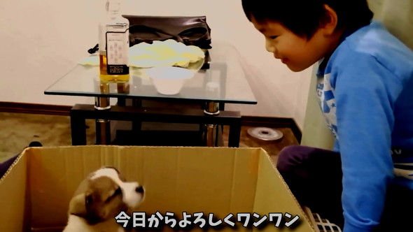 男の子と見つめ合う子犬