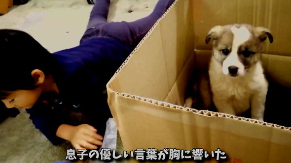 段ボールから見上げる子犬