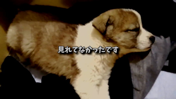 眠る子犬