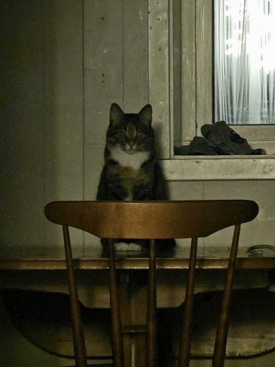 テーブルの上にちょこんと座っている猫