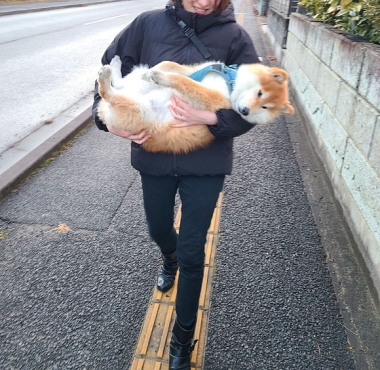 柴犬 虚無 お散歩