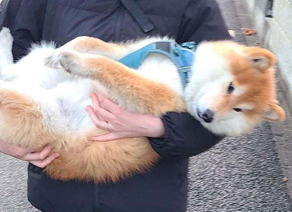 柴犬 虚無 お散歩