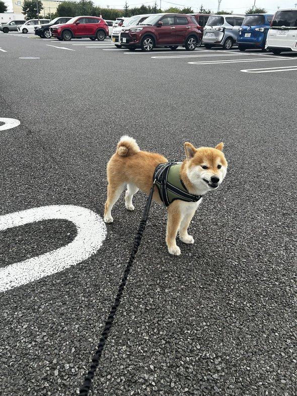 柴犬 虚無 お散歩