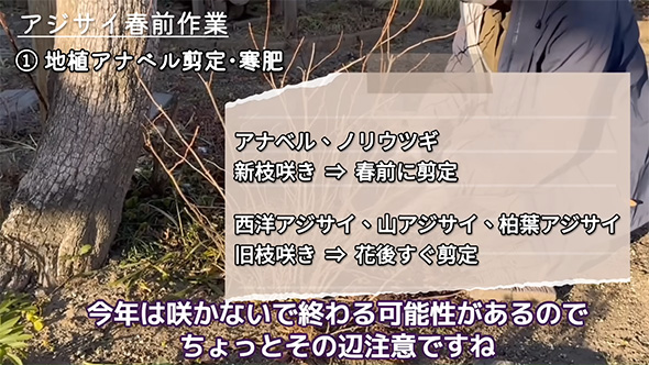 今年は咲かないで終わる