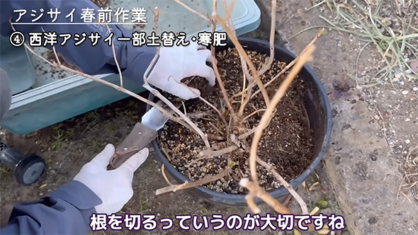 根を切るっていうのが