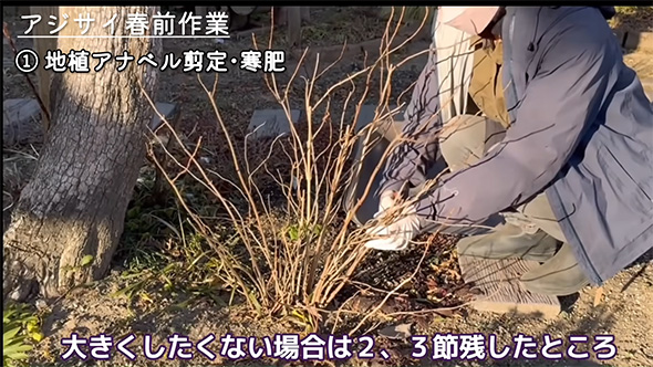 大きくしたくない