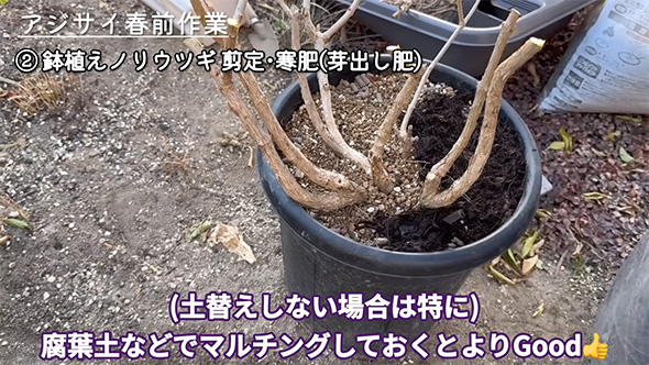 腐葉土などでマルチング