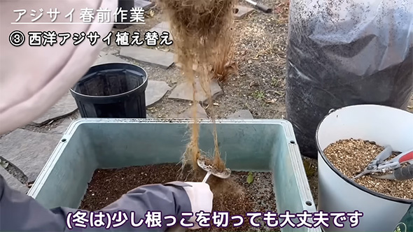 少し根っこを切っても