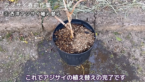 これでアジサイの