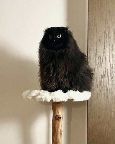 フクロウのような猫ちゃん